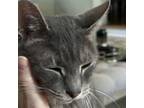 Adopt Garth a Domestic Short Hair