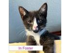 Adopt Sheldon a Domestic Short Hair