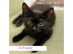 Adopt Ben Bunny a Domestic Short Hair