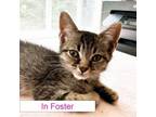 Adopt Georgie a Domestic Short Hair