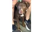 Adopt Runty a Yellow Labrador Retriever, Cattle Dog
