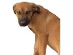 Adopt Scooby a Labrador Retriever