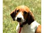 Adopt Tommie a Beagle, Hound