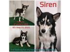 Adopt Siren a Husky, Mixed Breed