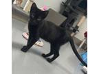 Adopt Cleo a Domestic Short Hair