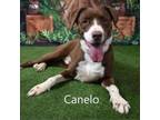 Adopt Canelo a Labrador Retriever