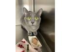Adopt Caliente a Domestic Short Hair