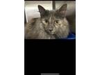 Adopt Sansa - Adoption fee partially sponsored by Linda Biscoe a Domestic Long
