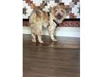 Adopt Baze a Shar-Pei
