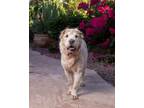 Adopt Jek a Shar-Pei
