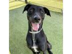 Adopt Libby a Greyhound, Black Labrador Retriever