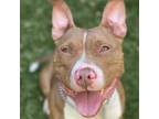 Adopt Sheba - ECAS a American Staffordshire Terrier