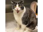 Adopt Panda a Domestic Short Hair