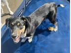 Adopt KIRA a Cattle Dog, Australian Kelpie