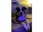 Adopt KANSAS a Cattle Dog, Border Collie
