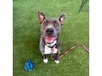 Adopt Mota a Pit Bull Terrier, Mixed Breed