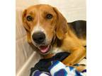 Adopt Dove a Hound, Treeing Walker Coonhound