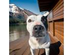 Adopt Bluebell a Bull Terrier, Mixed Breed