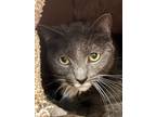 Adopt Mittens a Domestic Short Hair