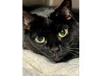 Adopt Reba a Domestic Short Hair