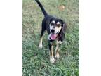Adopt Meryl a Beagle, Hound