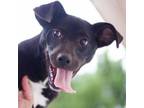 Adopt Ella 20638 a Pointer, Hound