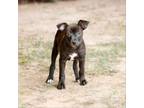 Adopt Eva 20636 a Pointer, Hound