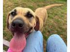 Adopt Nevada a Labrador Retriever