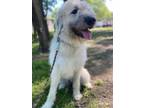 Adopt Rainy a Mixed Breed