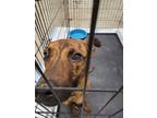 Adopt Louise a Mixed Breed