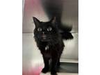 Adopt Lucy Lou a Domestic Long Hair