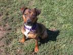 Adopt Prue a Shepherd, Mixed Breed