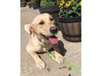 Adopt Wendoline a Labrador Retriever