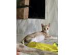 Adopt Pinkles a Domestic Short Hair
