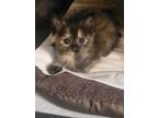 Adopt Piper a Domestic Short Hair