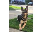 Adopt Elfie a German Shepherd Dog
