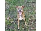 Adopt Sydney a Whippet, Pit Bull Terrier