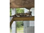 Adopt Chompy a Domestic Short Hair