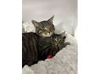 Adopt Kimmy a Domestic Short Hair