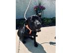 Adopt Black Beauty 1/2 a Rottweiler, Mastiff