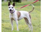 Adopt Kiwi a Cattle Dog, Mixed Breed