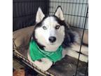 Adopt Yoshi a Husky