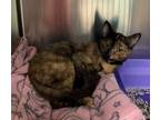 Adopt Jara a Domestic Short Hair