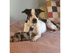 Adopt Pancake a Boxer