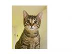 Adopt Callie a Domestic Short Hair