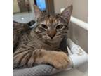 Adopt Fiona a Domestic Short Hair