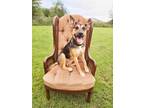 Adopt Loretta a Pit Bull Terrier, German Shepherd Dog