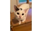 Adopt Aruba a Domestic Short Hair