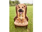 Adopt Dolly a Pit Bull Terrier, German Shepherd Dog