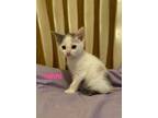 Adopt Tahiti a Domestic Short Hair